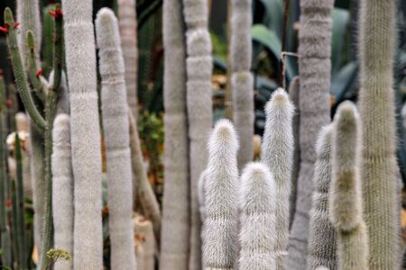 A drought-resistant desert plant is a cactus with white fluffy spines in a tropical garden.の写真素材