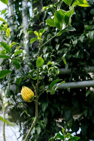 Citrus medica var. sarcodactylis, or the fingered citron, is an unusually shaped citron variety whose fruit is segmented into finger-like sections, resembling a human hand. It is called Buddha's hand.の写真素材