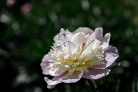 Pink peony flower on a blurred green background. Peony grade Philomele. The concept of spring.の写真素材