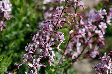 Pink veined flowers of wild plant Diptam Dictamnus albus or Burning Bush, or Fraxinella, or Dittany....