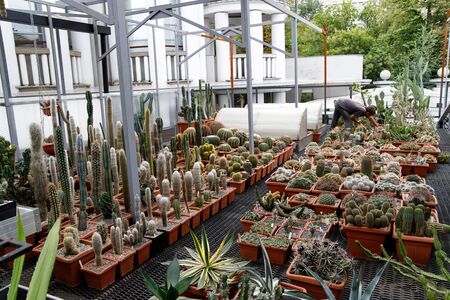 Moscow, Russia July 16, 2019. Multicolored cacti in the greenhouse. Decorative small cacti in small pots of different types. Plants backgroundのeditorial素材