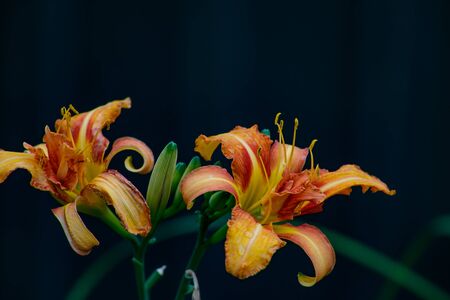 A beautiful Daylily blooms brightly on a a warm summer day.の写真素材
