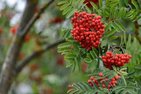 Autumn season. Fall harvest concept. Autumn rowan berries on branch. Amazing benefits of rowan berries. Rowan berries sour but rich vitamin C. Red berries and leaves on branch close up.の写真素材