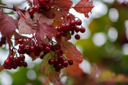 Kalina Oculus, red berries and leaves outdoors in late summer or autumn. Branch of red Viburnum in the garden. Bunch of red berries of viburnum on a branch. Soft selective focus, round bokehの写真素材