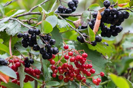 Aronia berries or Aronia melanocarpa on a bush. Shrub with bunches of ripe aronia in the garden....