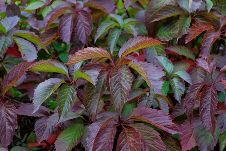 Beautiful virginia creeper Parthenocissus quinquefolia foliage in autumnの写真素材