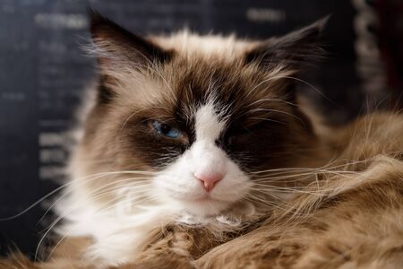 Russian blue-eyed cat from St. Petersburg. A rare noble breed of cats. Neva Masquerade, Longhair, Siberian. Color Point.の写真素材