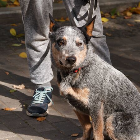 Australian Cattle Dog. The breed is in the top ten in terms of intelligence