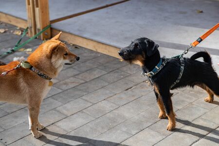 The German Hunting Terrier or Yagd Terrier is an independent, decisive, fearless dog. Categorically not suitable for lazy and melancholy people, but in hunting or sport - the breed has no equal.の写真素材