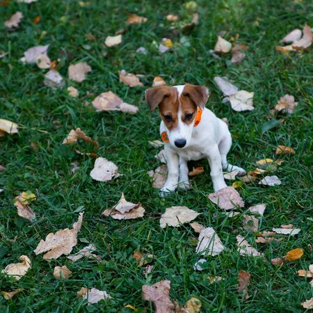 Puppy Jack Russell Terrier walking in the autumn Park. It is a recognizable and popular breed of...