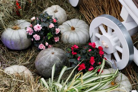 Large gray pumpkins lie on the dry grass near the wagon s wheel and are decorated with red and pink flowers - Thanksgiving and autumn backgroundの写真素材