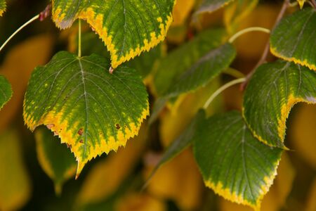 Green leaves with a yellow border shot close-up. October day in the park. Autumn texture. Autumn...
