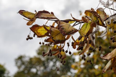 A closeup of yellow leaves hanging on a tree with some dried brown blades of grass. Autumn texture. Autumn backgroundの写真素材