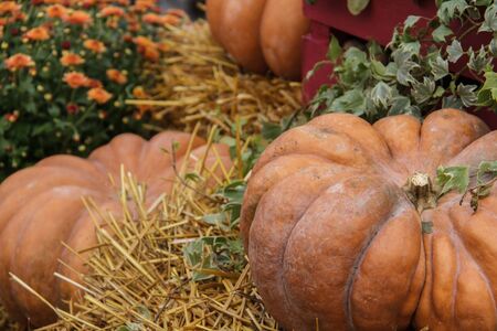 A very large yellow pumpkin - background for Thanksgiving and Halloween. The concept of a rich autumn harvest.の写真素材
