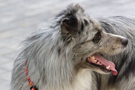 The Australian shepherd or Assi is not only an excellent shepherd, but also a faithful companion. In the autumn Park on the background of yellow leavesの写真素材
