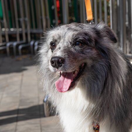 The Australian shepherd or Assi is not only an excellent shepherd, but also a faithful companion. In...