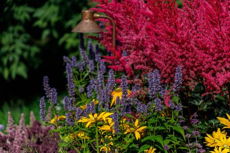 Colorful floral decorations. Floral background. Pink astilbes, yellow coreopsis, purple and blue flowers are gathered together in a flower bedの写真素材