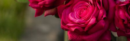 beautiful bouquet of bright pink large roses on a green backgroundの写真素材