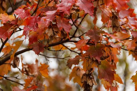 Beautiful autumn ornament, colorful maple leaves shot close-up. Fall harvest concept.の写真素材