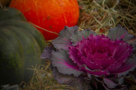 lots of pumpkins at outdoor farmer's market, autumn pumpkin decor for thanksgivingの写真素材