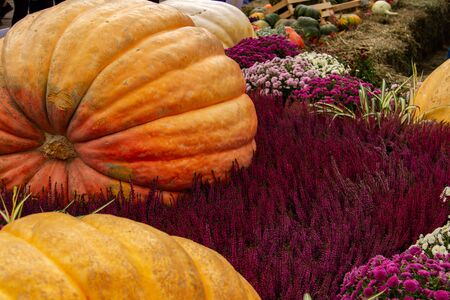lots of pumpkins at outdoor farmer's market, autumn pumpkin decor for thanksgivingの写真素材