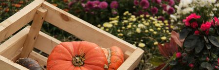 lots of pumpkins at outdoor farmer's market, autumn pumpkin decor for thanksgivingの写真素材
