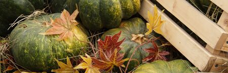 lots of pumpkins at outdoor farmer's market, autumn pumpkin decor for thanksgiving