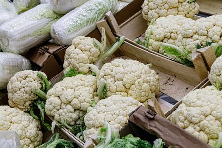 Fresh healthy bio pumpkins on farmer agricultural market at autumn. Healthy food. Pumpkin is traditional vegetable used on American holidays - Halloween and Thanksgiving Day.の写真素材