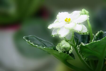 Beautiful Saintpaulia or Uzumbar violet. White indoor flowers close-up. Natural floral background.の写真素材