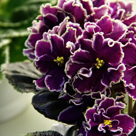Beautiful Saintpaulia or Uzumbar violet. Purple indoor flowers close-up. Natural floral background.