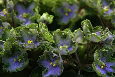 Beautiful Saintpaulia or Uzumbar violet. Dark blue indoor flowers close-up. Natural floral background.の写真素材