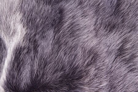 Polar Fox fur. Useful as texture or background. Eco friendly fashion concept. Luxury and elegant...
