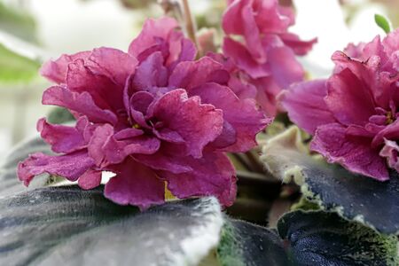 Beautiful Saintpaulia or Uzumbar violet. Pink indoor flowers close-up. Natural floral background for happy birthday, mother's day, women's day, anniversary, wedding invitationの写真素材