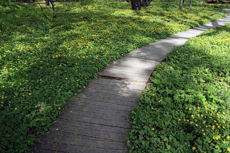 Fresh green spring nature. Young leaves appear on tree branches. Trekking on a warm April day.の写真素材