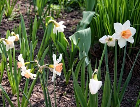 Field of blooming daffodils in spring parkの写真素材