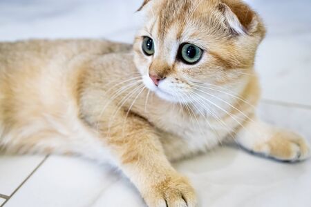 Close-up of a Scottish fold cat, macro portrait, a beige pet with large intelligent eyesの写真素材
