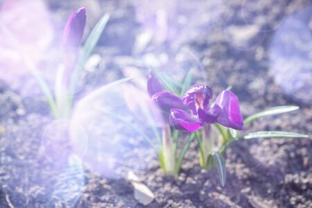Amazing delicate purple flowers of crocuses. Background of early spring. View of the magic blooming spring flowers crocuses growing outside. The concept of the birth of a new life.の写真素材