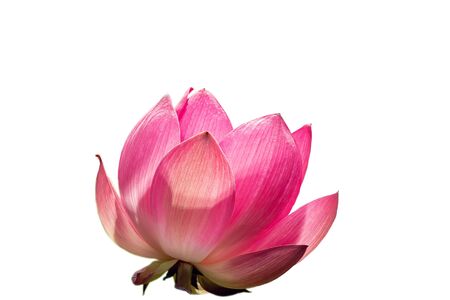Pink Lotus flower isolated on white background.の写真素材