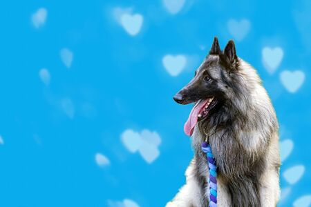 The Belgian shepherd or Tervuren sits and watches intently. Blue background with bokeh with hearts....