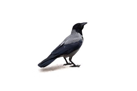 single gray crow close-up, isolated on a white backgroundの写真素材