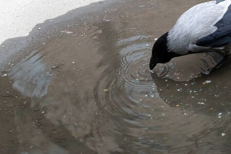 single gray crow close-up, isolated on a gray backgroundの写真素材