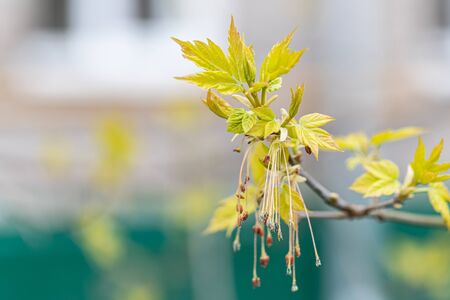 Close-up of a spring fresh young leaf on a tree branch. The concept of the awakening of nature, the...