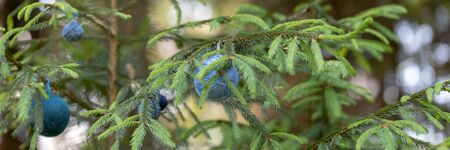 Christmas background with balls of yarn. Blue wool balls hanging on the green branches of a...