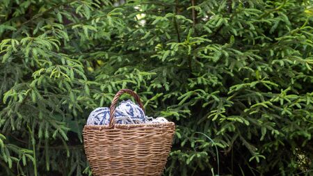 White-blue fluffy woolen balls in a basket on a background of green branches of spruce. Horizontal poster with copy space. Yarn for knitting.の写真素材