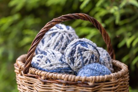 White-blue fluffy woolen balls in a basket on a background of green branches of spruce. Horizontal...