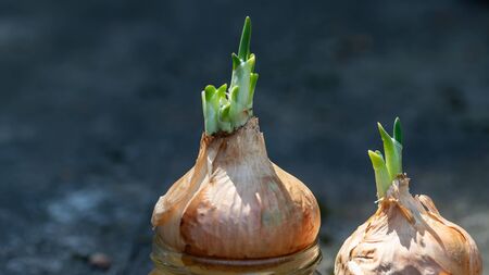 Green onions sprouting from the bulb in selective focus on gray background. little leaves of green...