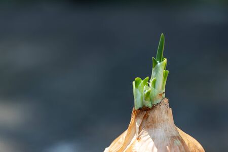 Green onions sprouting from the bulb in selective focus on gray background. little leaves of green...