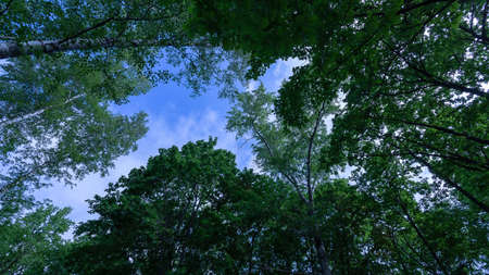 The tops of green trees in the sunshine against a blue sky. View from below.