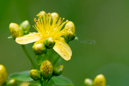 Yellow flowering perforate St Johns wort, Hypericum perforatum, with green leaves in background, close up, medicinal plants and herbsの写真素材