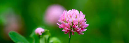 Close up of pink wild clover flowers on a green soft blurry background. Banner for St. Patrick's Day celebration, panoramic format with copy space.の写真素材